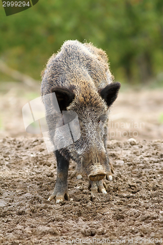 Image of wild boar at a hunting farm