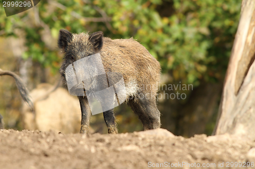 Image of one wild boar