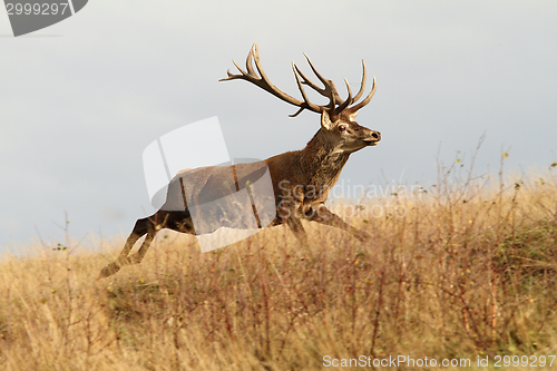 Image of red deer buck running in a clearing