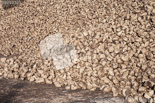 Image of Pile of sugar beets