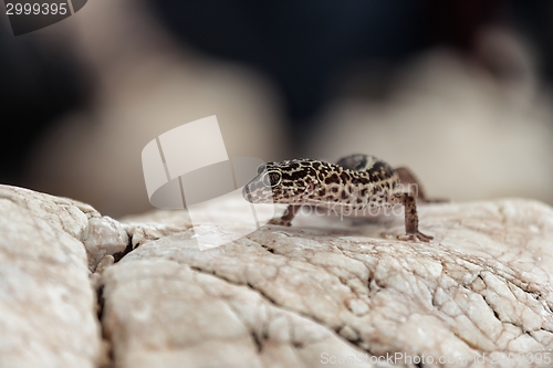 Image of Gecko lizard on rocks 