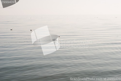 Image of Swan and seagulls on the sea