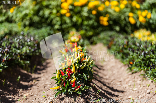 Image of Hot peppers plant