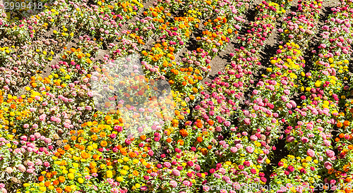 Image of Tagetes garden in spring season