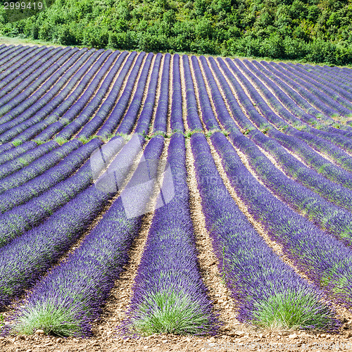 Image of Lavander field