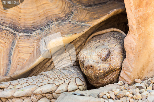 Image of African Spurred Tortoise