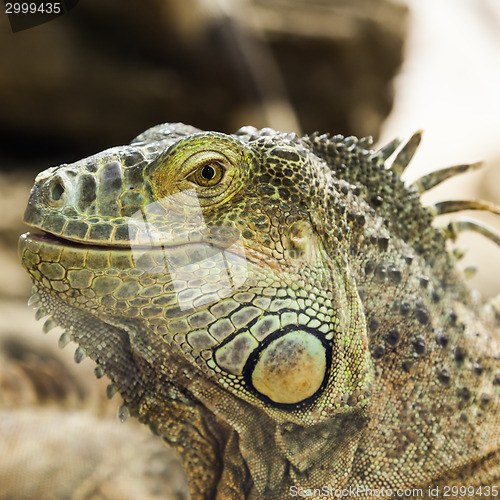 Image of Green Iguana