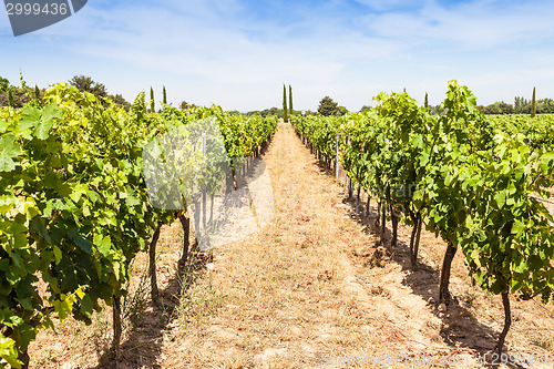 Image of Provence vineyard