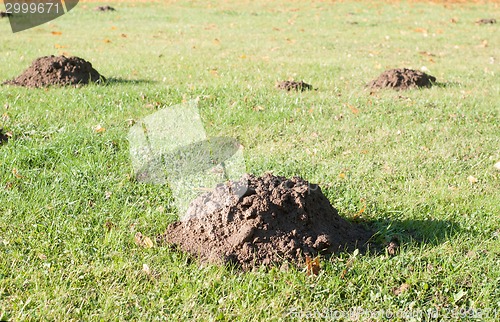 Image of Mole mounds in the sport stadium 