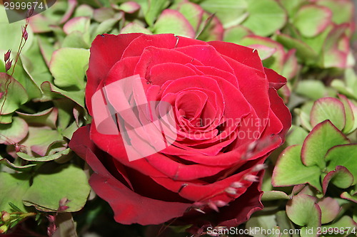 Image of Rose