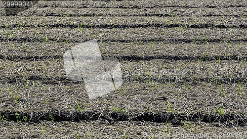 Image of Cultivated Plots