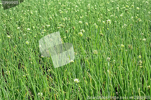 Image of Onion Plantation