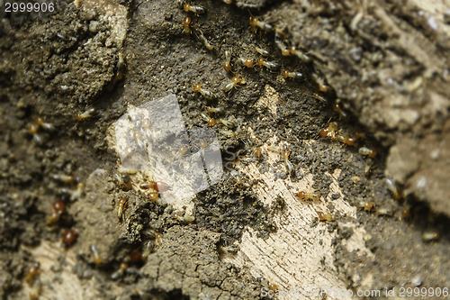 Image of Termites Colony