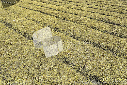 Image of Organic Vegetable Plots