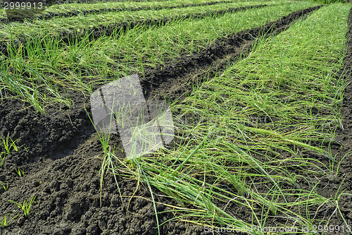 Image of Onion Plantation