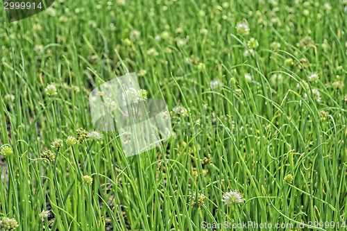 Image of Onion Plantation