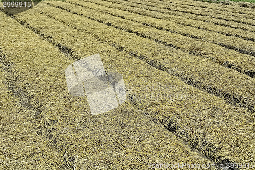 Image of Organic Vegetable Plots