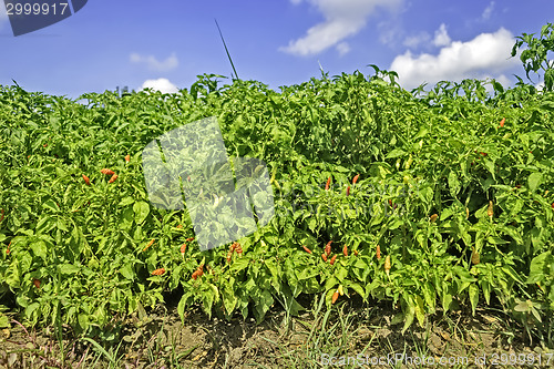 Image of Chili Plantation