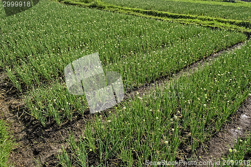 Image of Onion Plantation