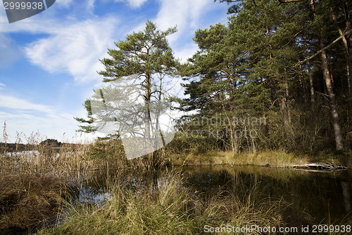 Image of Sunny autumnal forest in Bavaria