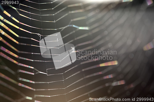 Image of Closeup of a spider web