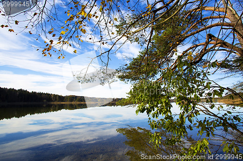 Image of Sunny autumnal forest 