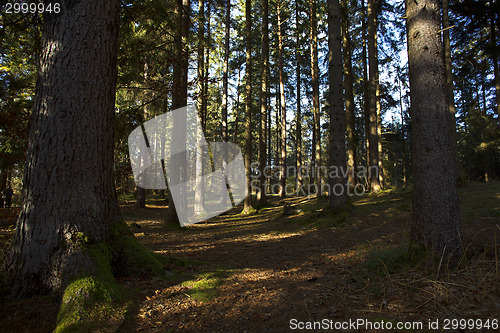 Image of Sunny autumnal forest in Bavaria