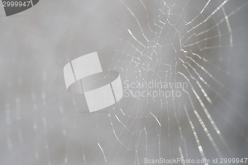 Image of Closeup of a spider web