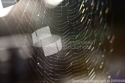 Image of Closeup of a spider web