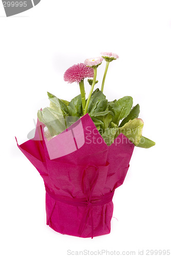 Image of pink daisy