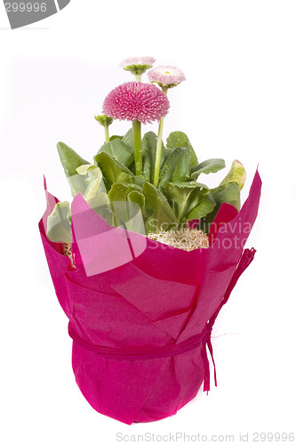 Image of pink daisy