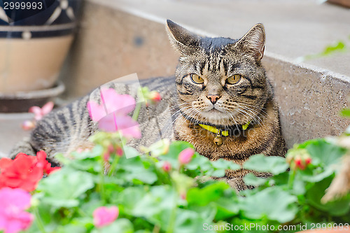 Image of Grey tabby cat lying in the street on the steps of the house por