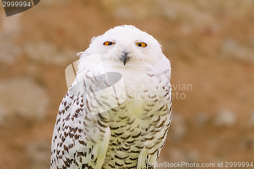 Image of Quiet predator wild bird snowy white owl