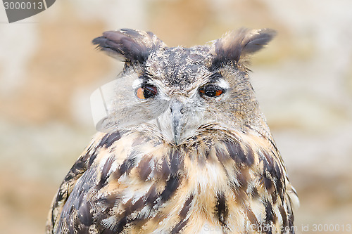 Image of Horned owl or bubo bird close-up portrait