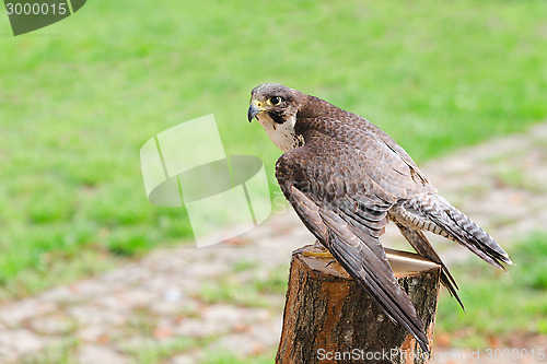 Image of Wild falcon predator hawk fastest raptor bird of prey