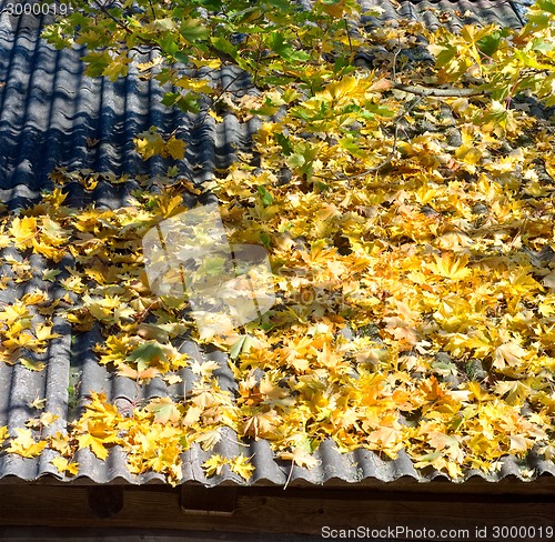 Image of Autumn leaves on roof 