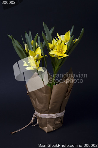 Image of flower