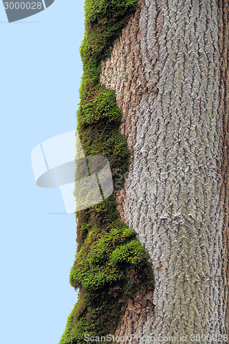 Image of overgrown tree trunk