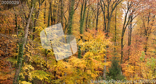 Image of autumn forest