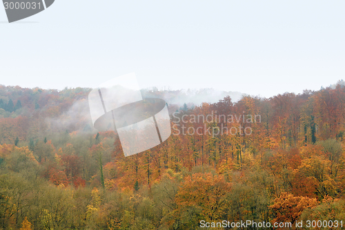 Image of misty autumn forest