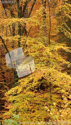 Image of autumn forest