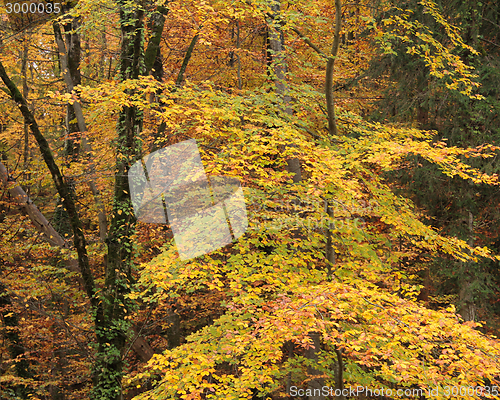 Image of autumn forest