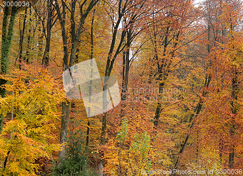 Image of autumn forest