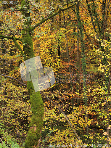 Image of autumn forest