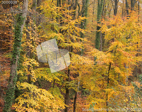 Image of autumn forest