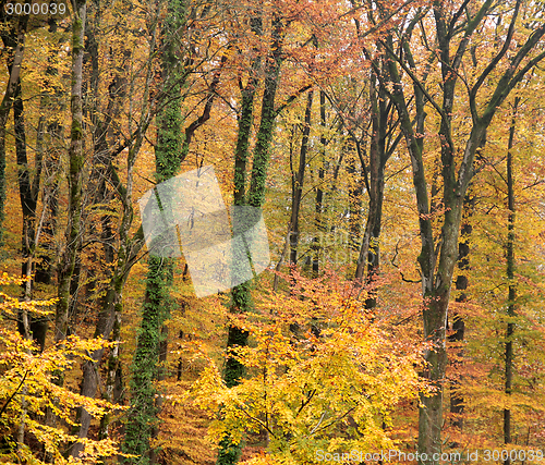 Image of autumn forest