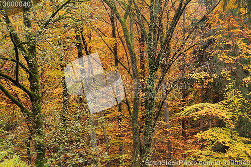 Image of autumn forest