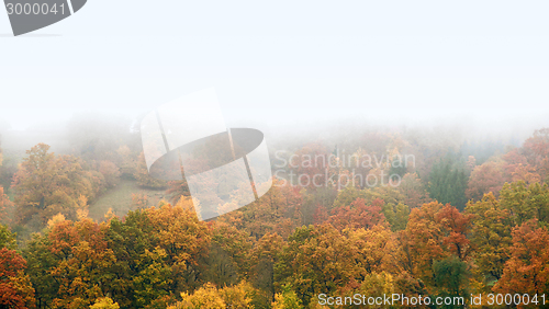 Image of misty autumn forest