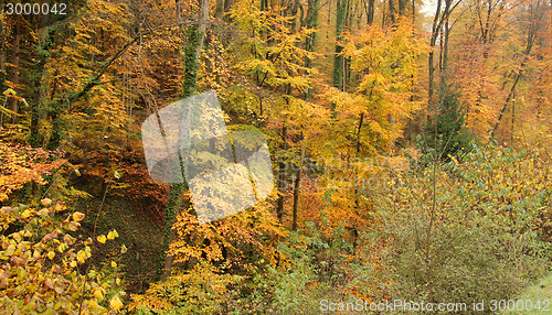 Image of autumn forest