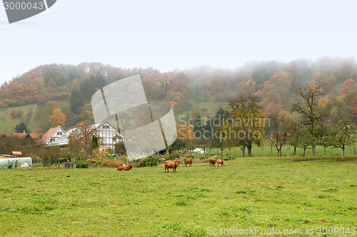 Image of misty autumn scenery